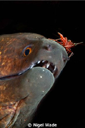Hingebeak Shrimp balancing on the nose of a Moray.
Nikon... by Nigel Wade 